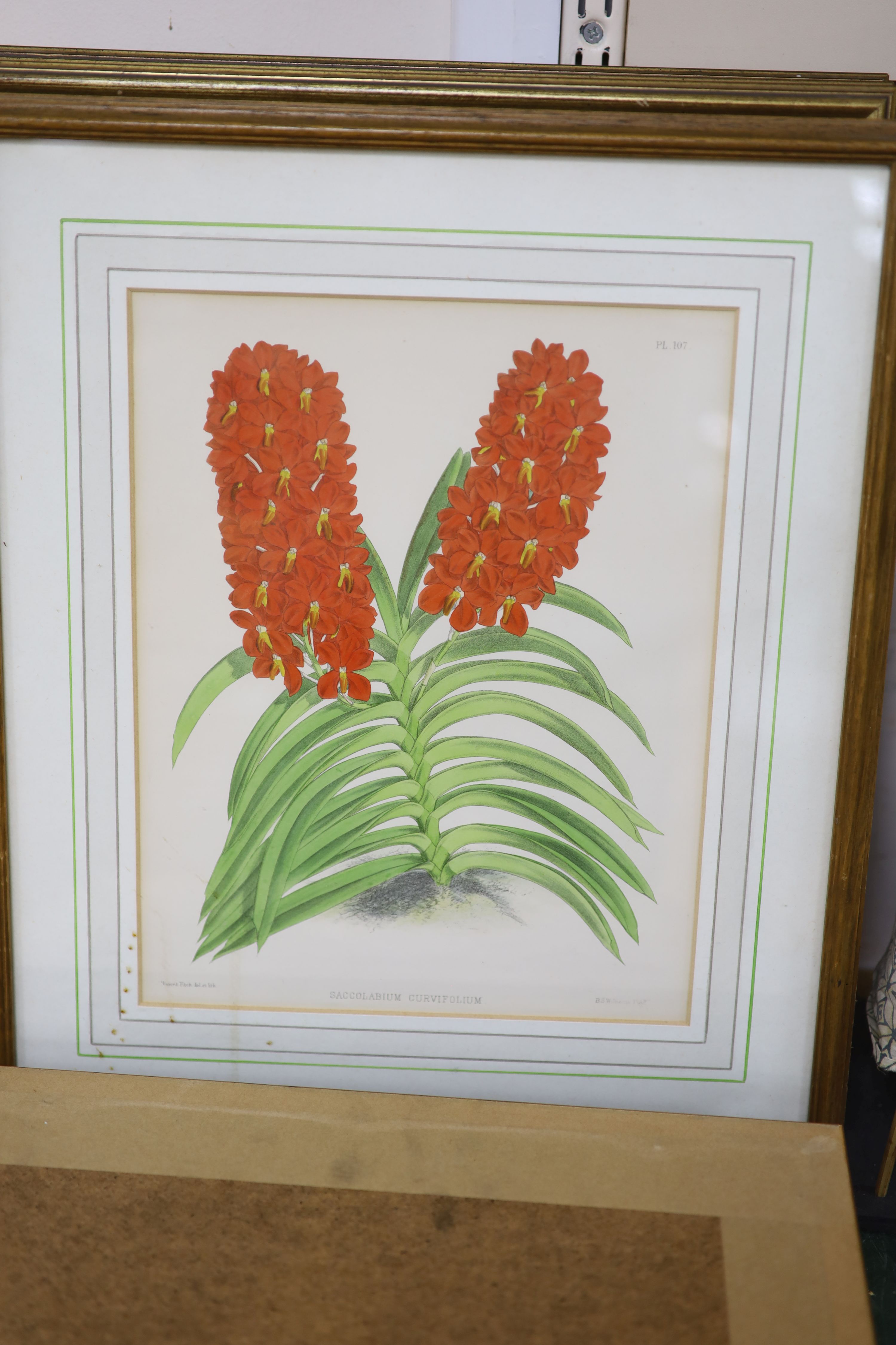 J.Nugent Fitch after B.S.Williams, a set of seven coloured lithographs, Studies of orchids, 29 x 23cm and a small watercolour of a butterfly by Nicholas Raison, 9 x 14.5cm
